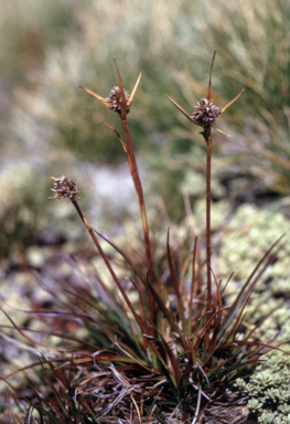APII jpeg image of Luzula australasica subsp. dura  © contact APII