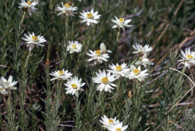 APII jpeg image of Rhodanthe anthemoides  © contact APII