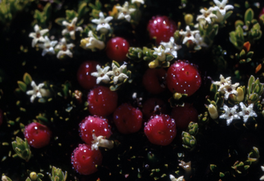 APII jpeg image of Pentachondra pumila  © contact APII