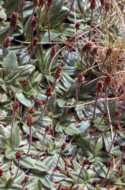 APII jpeg image of Plantago alpestris  © contact APII
