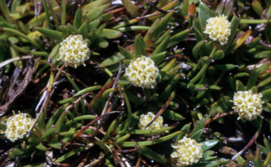 APII jpeg image of Parantennaria uniceps  © contact APII