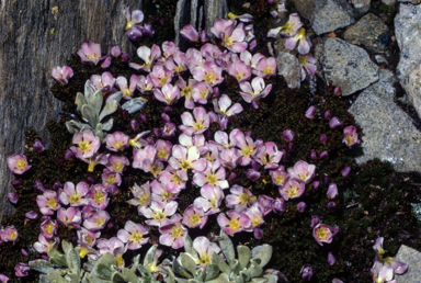 APII jpeg image of Chionohebe densifolia  © contact APII