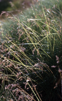 APII jpeg image of Poa costiniana  © contact APII