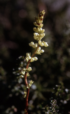 APII jpeg image of Richea continentis  © contact APII
