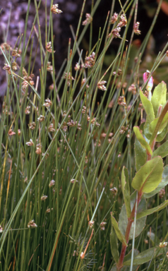 APII jpeg image of Isolepis habra  © contact APII