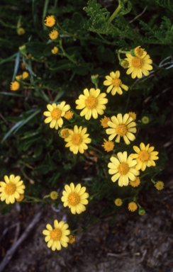 APII jpeg image of Senecio lautus  © contact APII