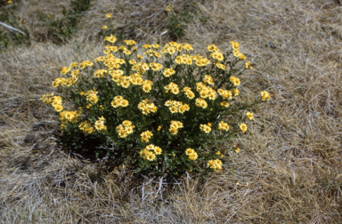 APII jpeg image of Senecio lautus  © contact APII