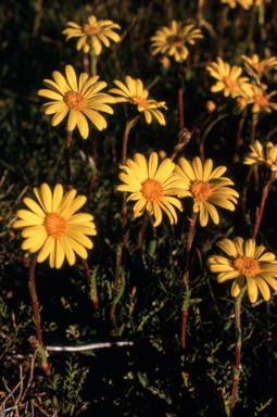 APII jpeg image of Senecio pectinatus  © contact APII