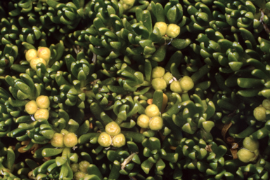 APII jpeg image of Stackhousia pulvinaris  © contact APII