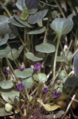 APII jpeg image of Viola fuscoviolacea  © contact APII