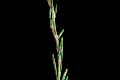 APII jpeg image of Helichrysum calvertianum  © contact APII