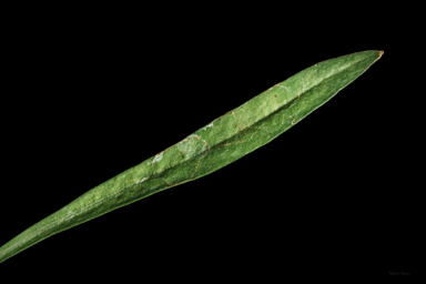 APII jpeg image of Brachyscome graminea  © contact APII