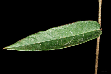 APII jpeg image of Seringia hillii  © contact APII