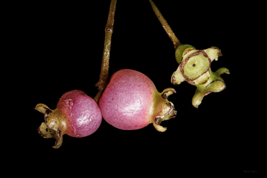 APII jpeg image of Syzygium paniculatum  © contact APII