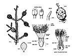 Regelia ciliata