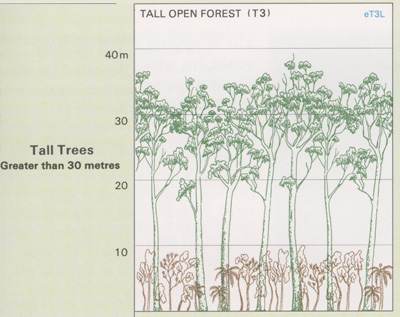 Tall Open Forest