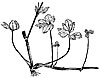 Ranunculus lappaceus