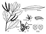 Musgravea stenostachya
