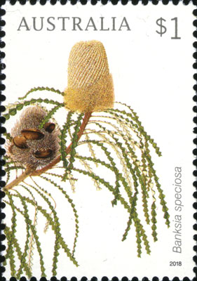 Banksia speciosa stamp painted by Celia Rosser